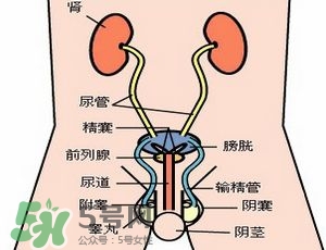 腎結(jié)石怎么治最好？腎結(jié)石的醫(yī)治方法