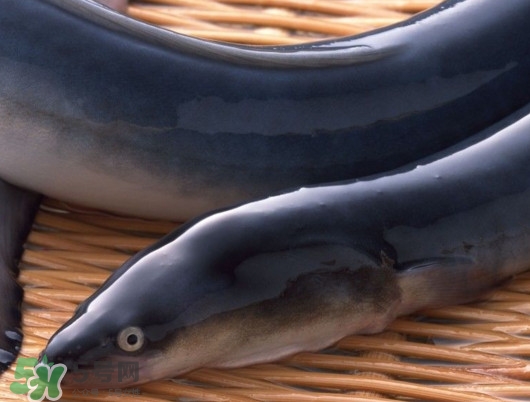 鰻魚是泥鰍嗎？鰻魚與泥鰍什么區(qū)別