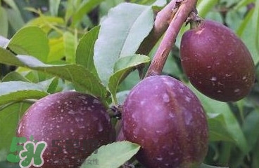 黑桃是什么水果？吃黑桃有什么好處？