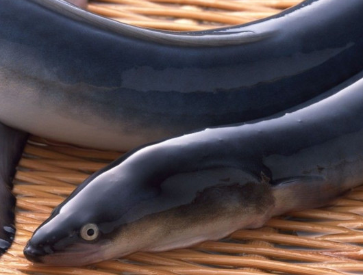 鰻魚(yú)是帶魚(yú)嗎？鰻魚(yú)和帶魚(yú)有什么區(qū)別