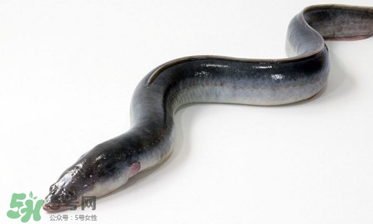 鰻魚(yú)多少錢(qián)一斤？野生鰻魚(yú)多少錢(qián)一斤