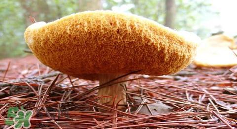 猴頭菇怎樣吃治胃?。亢镱^菇能治胃病嗎？