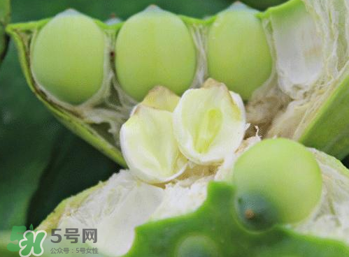 蓮蓬可以泡水喝嗎？蓮蓬泡水的功效與作用