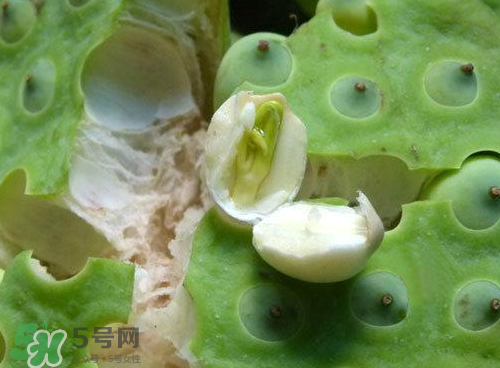 蓮蓬可以泡水喝嗎？蓮蓬泡水的功效與作用
