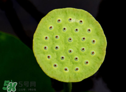 吃蓮蓬長胖嗎？吃蓮蓬會胖嗎？