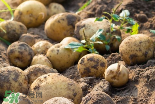 7月份能種土豆嗎？土豆7月怎樣種植？
