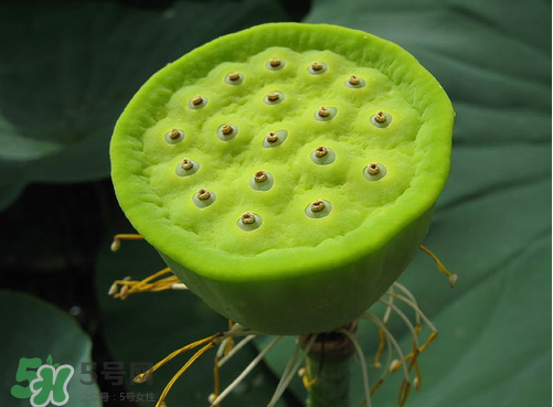 蓮蓬是什么樣子？蓮蓬是怎么長出來的？