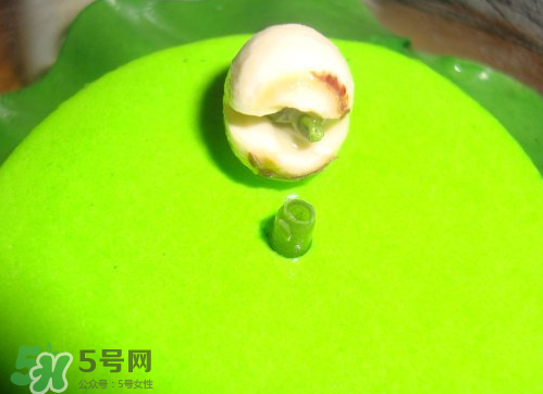 新鮮蓮子可以種嗎？新鮮蓮子能種出荷花嗎？