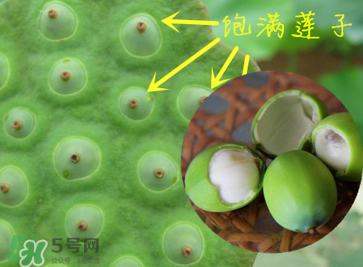 新鮮蓮子有什么功效？新鮮蓮子一次吃多少？