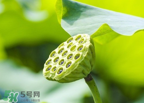 新鮮蓮蓬可以去胎毒嗎？蓮蓬煮水可以去胎毒嗎？