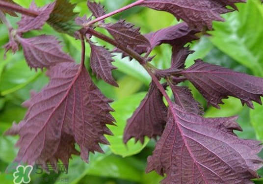 紫蘇是什么植物？紫蘇是發(fā)物嗎？