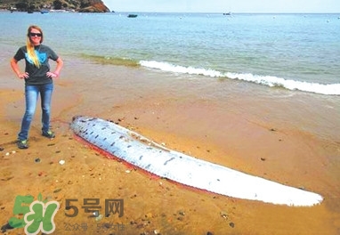 皇帶魚(yú)好吃嗎？皇帶魚(yú)和帶魚(yú)的區(qū)別