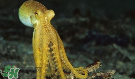 八帶魚怎么洗？八爪魚怎么處理干凈