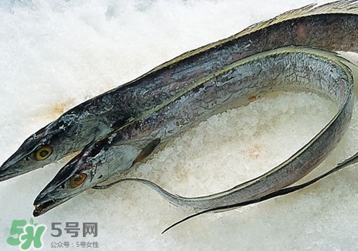 帶魚為什么都是死的？帶魚為什么出水就死？