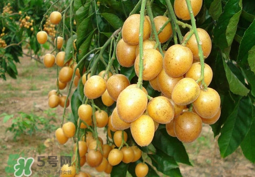黃皮果什么品種最好吃？黃皮果吃多了會怎樣