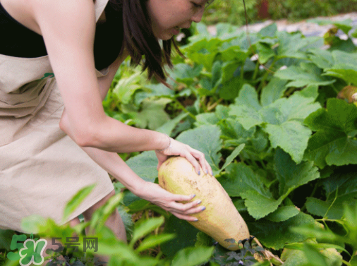 入伏種什么菜？入伏適合種哪些蔬菜？