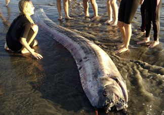 皇帶魚吃什么？皇帶魚吃人嗎？