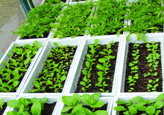 入伏種什么菜？入伏適合種哪些蔬菜？