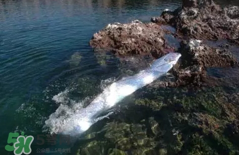 皇帶魚最長有多長？皇帶魚的恐怖傳說