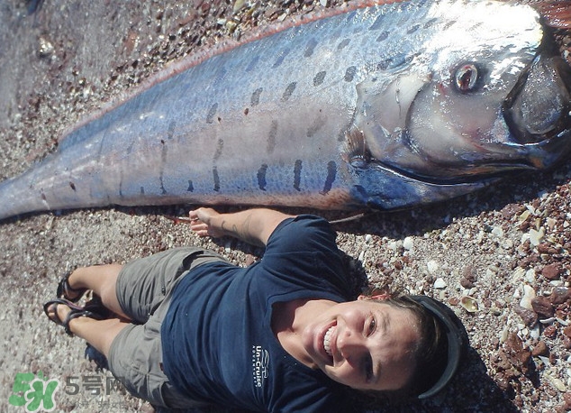 皇帶魚最長有多長？皇帶魚的恐怖傳說