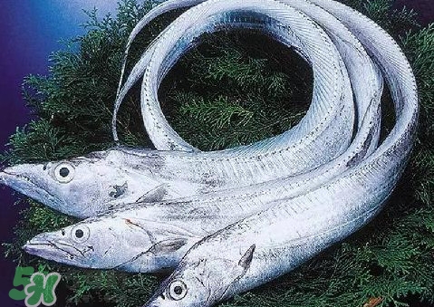 帶魚為什么都是死的？帶魚為什么出水就死？