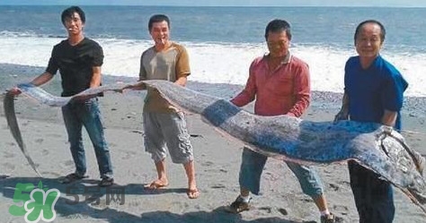 皇帶魚多少錢一斤？皇帶魚的價格