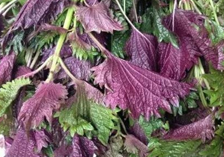 紫蘇是什么植物？紫蘇是發(fā)物嗎？