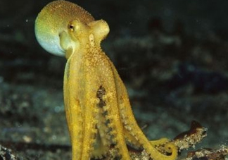 八帶魚怎么洗？八爪魚怎么處理干凈
