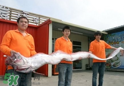 皇帶魚(yú)好吃嗎？皇帶魚(yú)和帶魚(yú)的區(qū)別