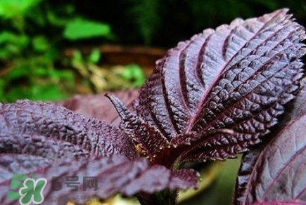 紫蘇是莧菜嗎？紫蘇和莧菜的區(qū)別