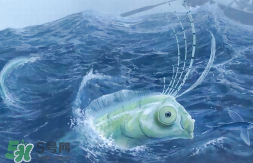 皇帶魚可以吃嗎？皇帶魚是帶魚的一種嗎