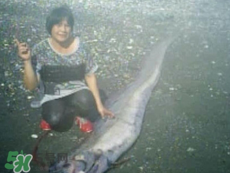 皇帶魚(yú)好吃嗎？皇帶魚(yú)和帶魚(yú)的區(qū)別