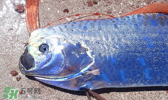皇帶魚吃什么？皇帶魚吃人嗎？