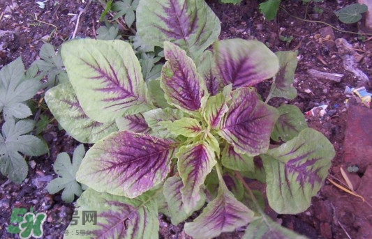 紫蘇是莧菜嗎？紫蘇和莧菜的區(qū)別