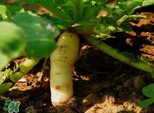 頭伏蘿卜二伏菜是什么意思？頭伏種什么菜？