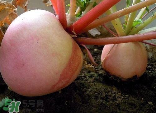頭伏蘿卜二伏菜是什么意思？頭伏種什么菜？