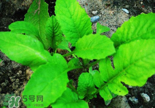 頭伏蘿卜二伏菜是什么意思？頭伏種什么菜？