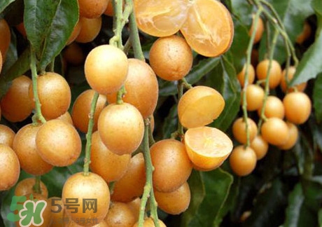 黃皮果可以放冰箱嗎？黃皮果可以放多久