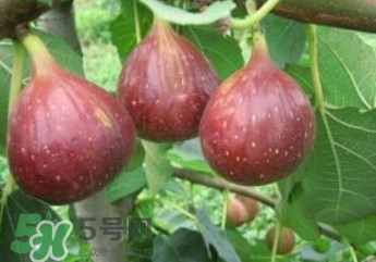 無花果什么品種最好？無花果哪種品種好吃