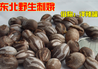 洋辣子多少錢一斤？洋辣子罐是什么