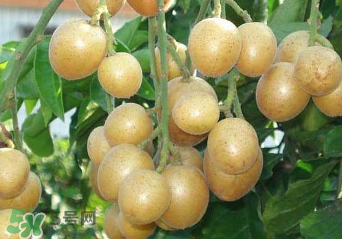 黃皮果可以放冰箱嗎？黃皮果可以放多久