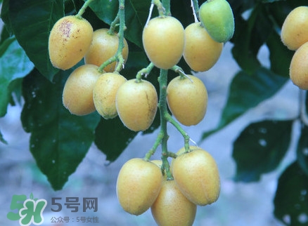 黃皮果什么人不能吃？黃皮果不能和什么一起吃