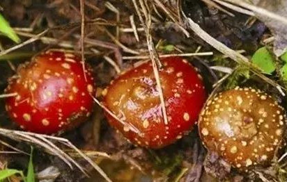 野地瓜哪里可以買到？哪個(gè)地方有種植野地瓜的