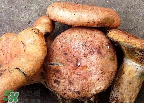 重陽(yáng)菌可以種植嗎？重陽(yáng)菌為什么不能人工種植？