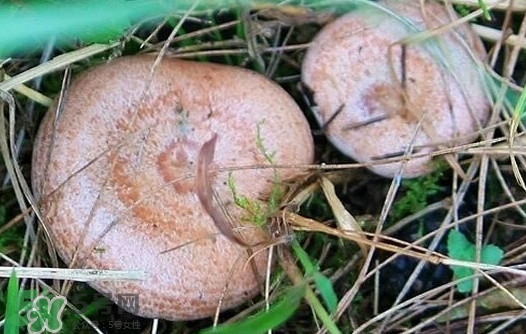樅樹菌幾月才有？樅樹菌什么時(shí)候才有
