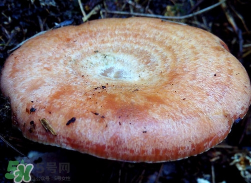重陽菌什么時(shí)候有？重陽菌不能與什么食物一起吃