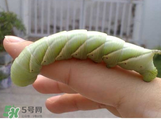 豆丹是什么？豆丹多少錢一斤？