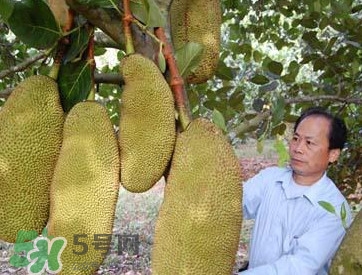 木菠蘿怎樣才算熟？木菠蘿怎么切？