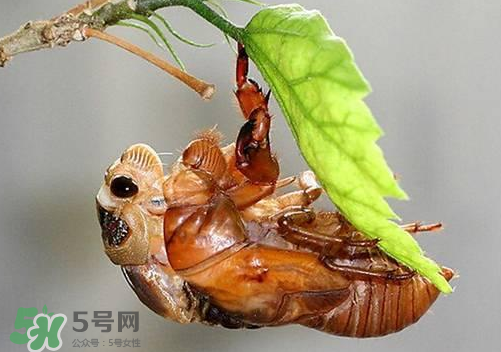 知了猴可以人工養(yǎng)殖嗎？知了猴怎么養(yǎng)殖？