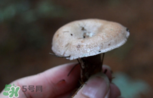 重陽菌什么時(shí)候有？重陽菌不能與什么食物一起吃
